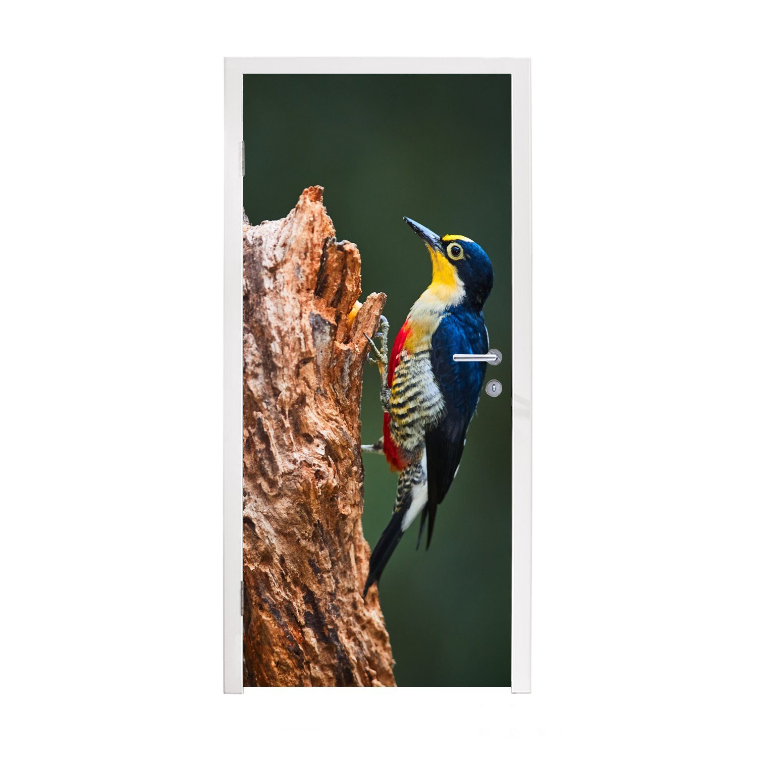 eines Fototapete Matt, Türtapete Tür, 75x205 der cm (1 Vogels bunten Türaufkleber, bedruckt, für Seite eines auf Baumstamms, St), Nahaufnahme MuchoWow