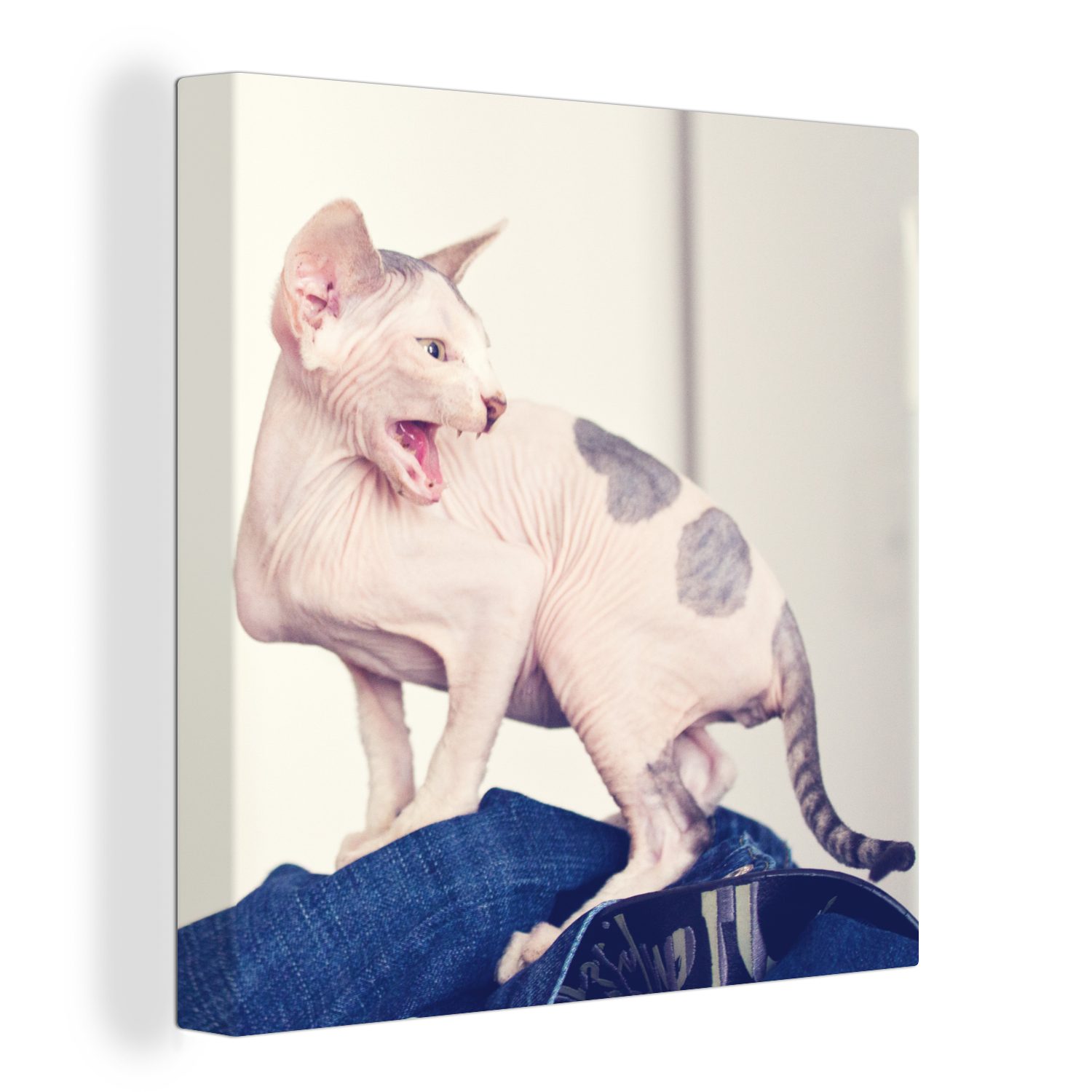 OneMillionCanvasses® Leinwandbild Gefleckte Sphynx-Katze, (1 St), Leinwand Bilder für Wohnzimmer Schlafzimmer