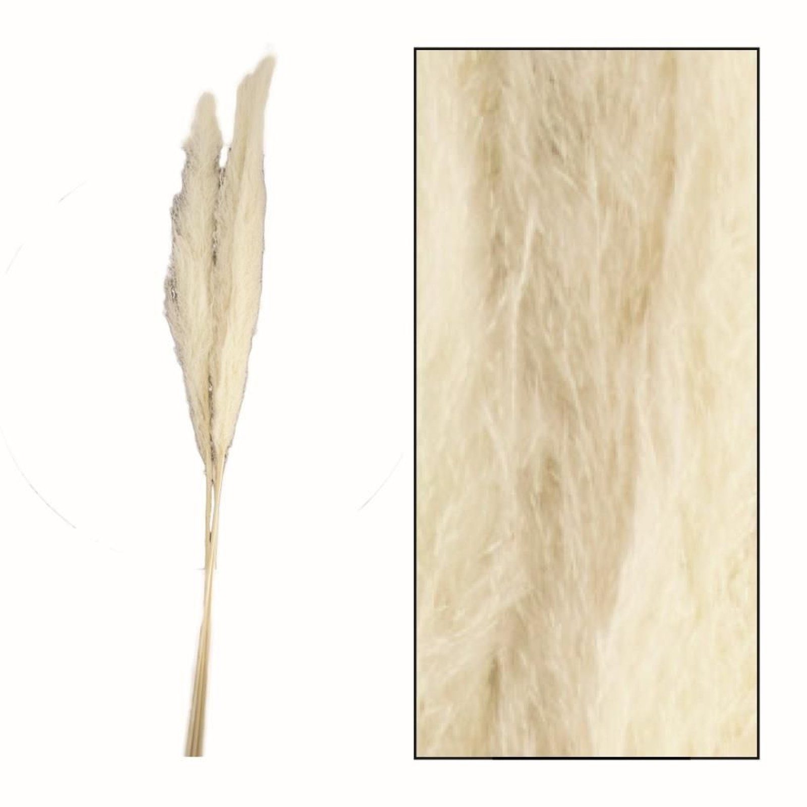 - Stück, Trockenblume 100-115 - pampas cm 3 - weiß Pampasgras DIJK grass Cortaderia -