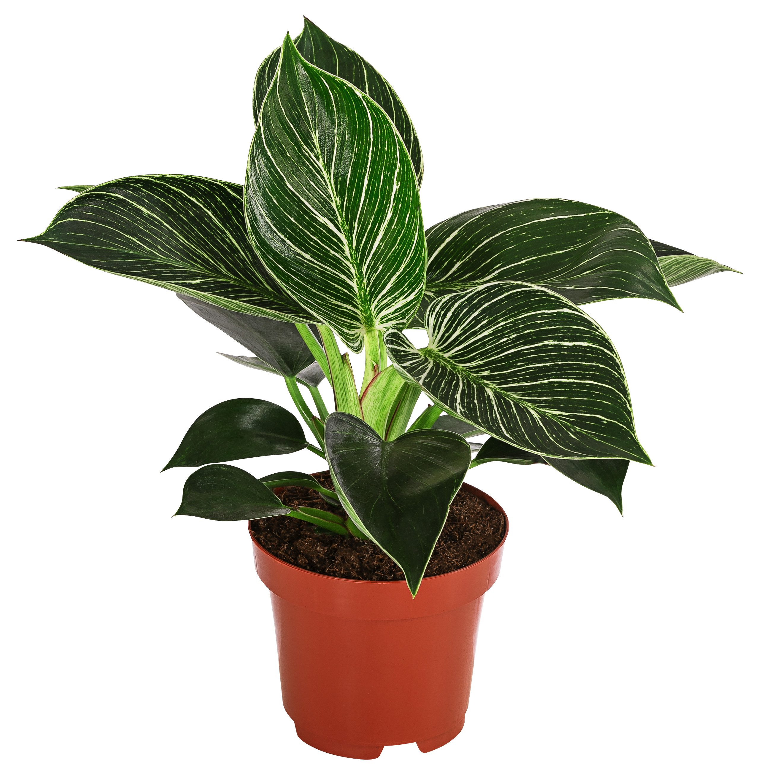 Dehner Zimmerpflanze Baumfreund White Wave, 20-25 cm, Ø Topf 12 cm, Philodendron mit grün-weiß gestreiften Blättern