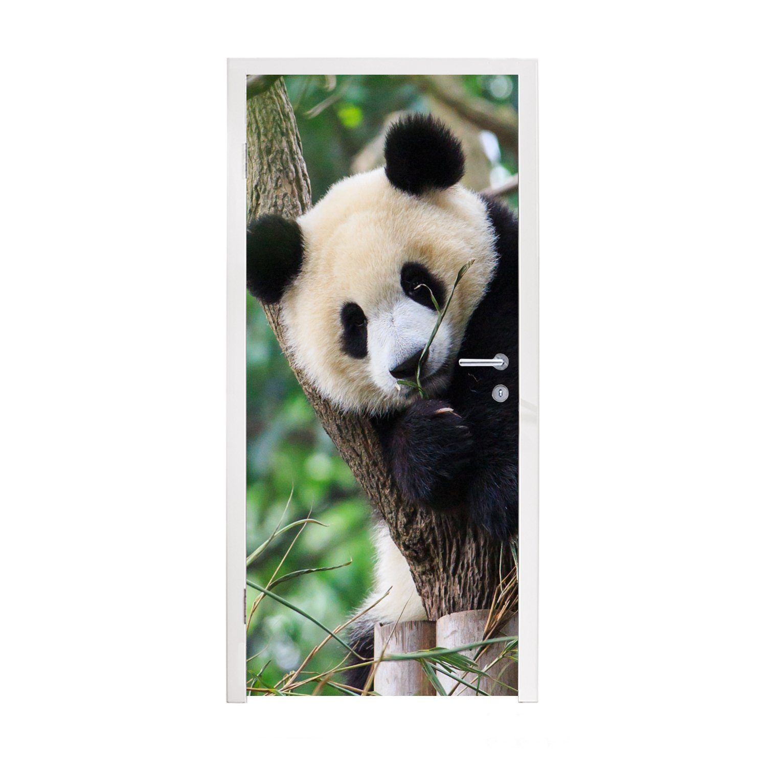MuchoWow Türtapete Panda - Tiere Fototapete - Matt, bedruckt, (1 Türaufkleber, Natur, - cm Tür, für 75x205 Dschungel St)