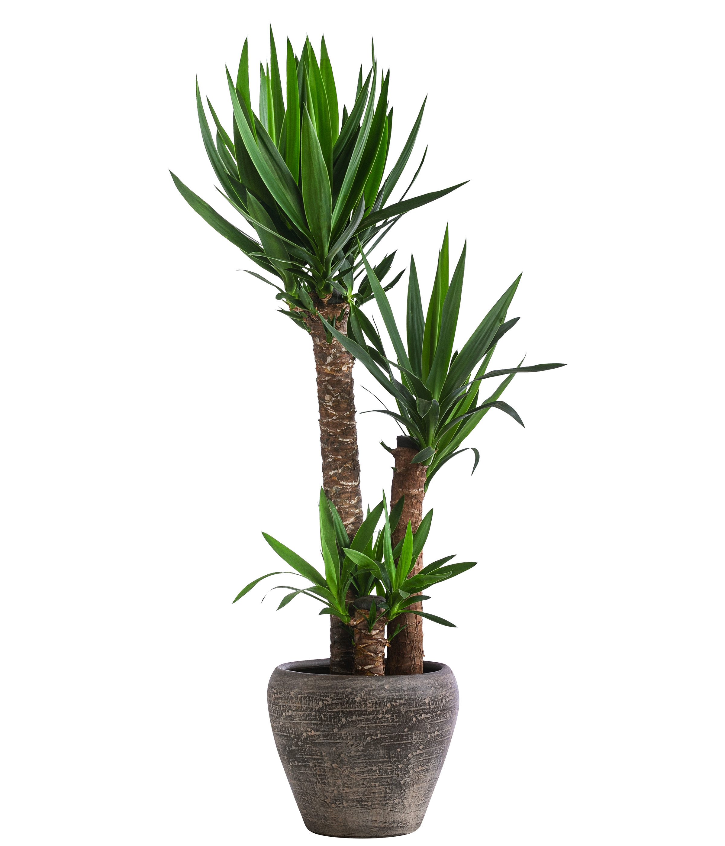 Dehner Blumentopf Kenia, Keramik, braun, handgefertigter Übertopf für Zimmerpflanzen