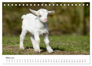 CALVENDO Wandkalender Ziegenkinder (Tischkalender 2025 DIN A5 quer), CALVENDO Monatskalender