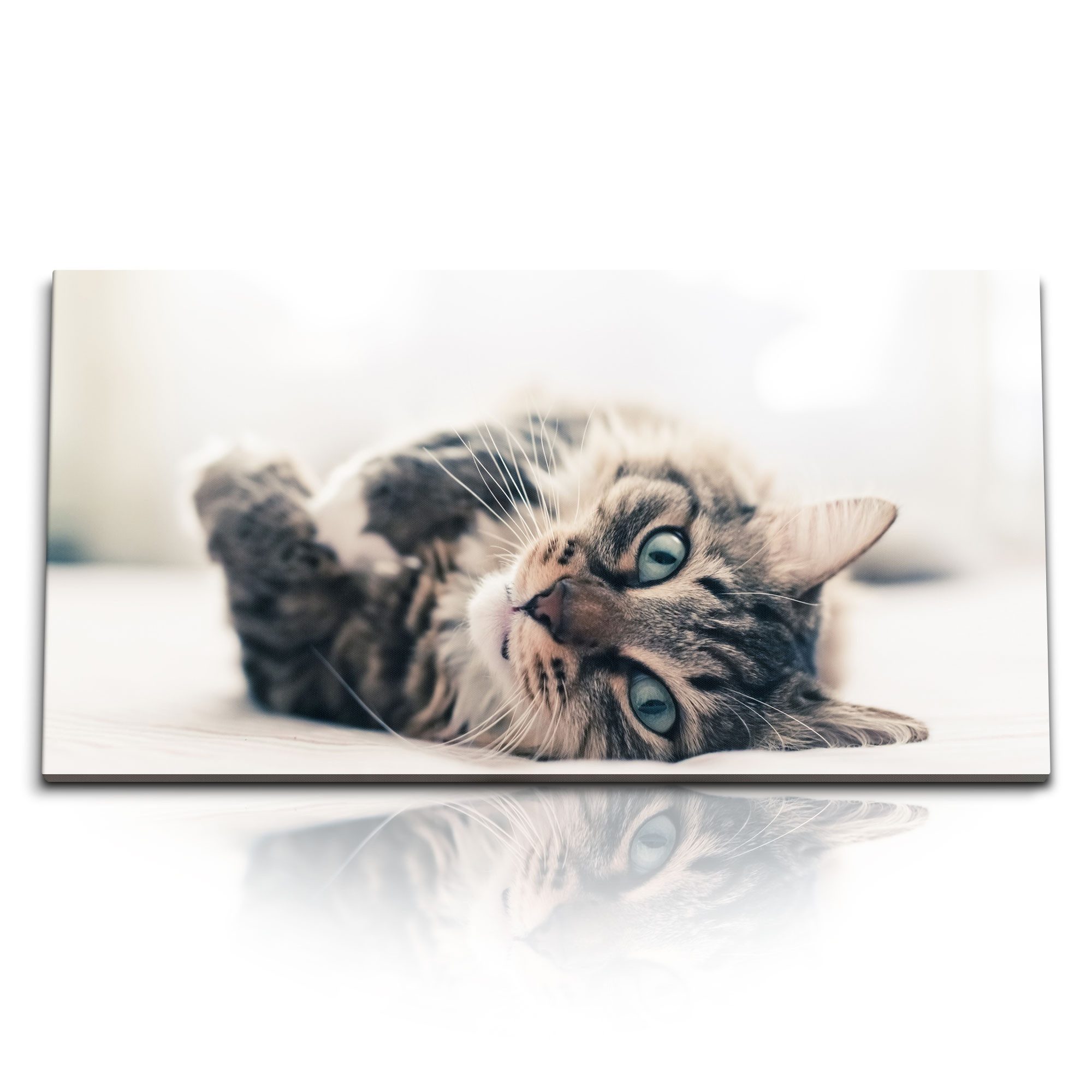Leinwandbild Kunstdruck Bilder 120x60cm Katze Kater grüne Katzenaugen Tierfotografi