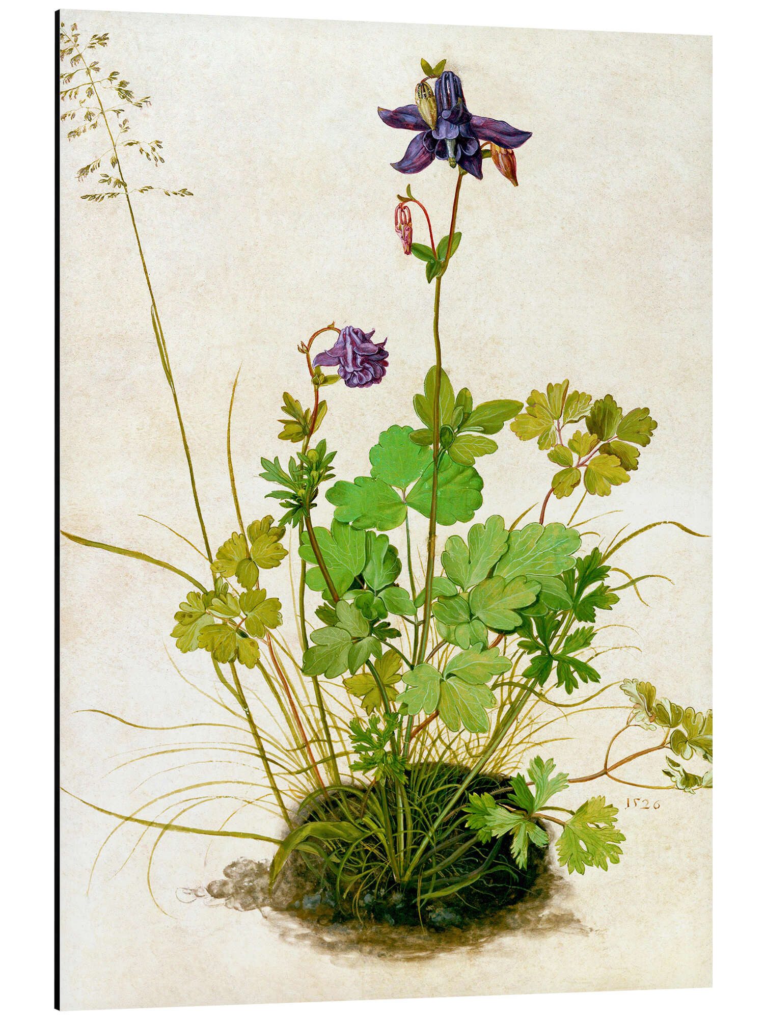 Alu-Dibond-Druck Albrecht Dürer