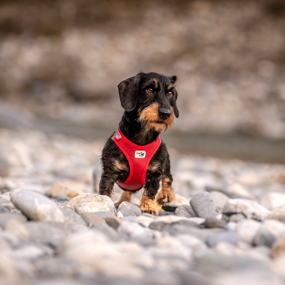 Curli Hunde-Geschirr Clasp Vest Geschirr Softshell günstig online kaufen