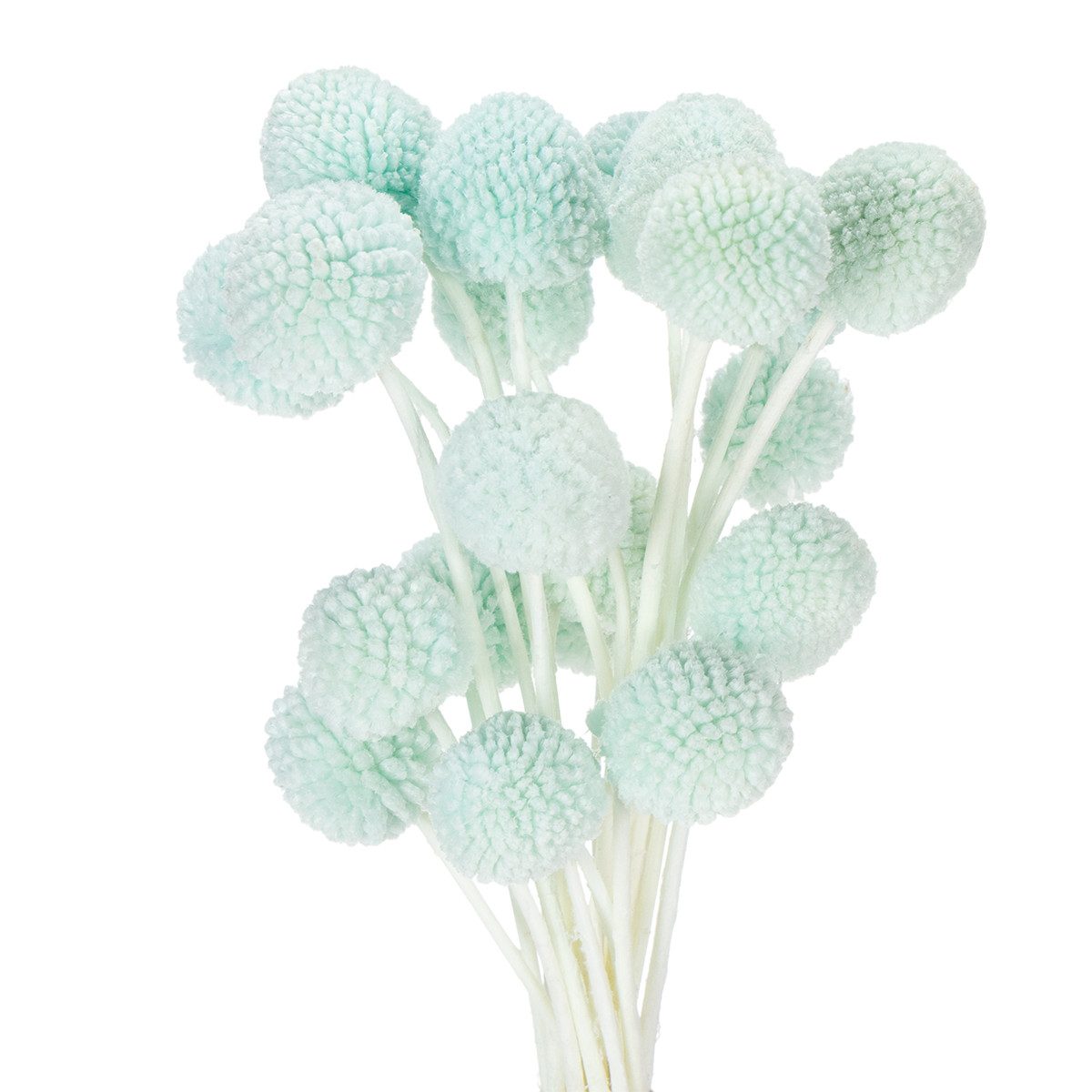 Trockenblume Trockenblumen Craspedia dekorativ für Wohnzimmer, 20 Stück, Florists Products, Höhe 8 cm