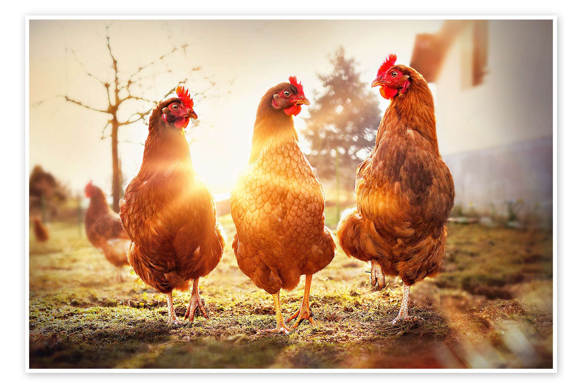 Posterlounge Wandbild Hühner auf dem Laufsteg, Gabi Stickler, erhältlich als Плакат, Leinwandbild, Wandsticker oder Acrylglasbild