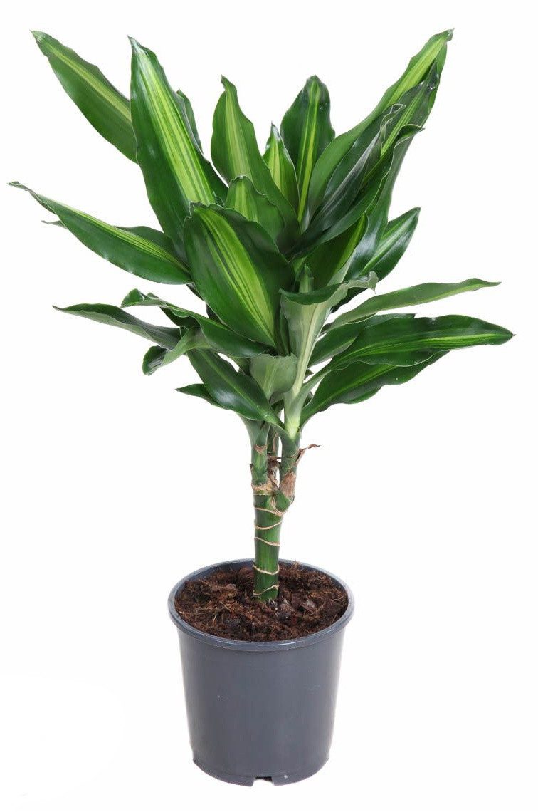 meinvipshop Zimmerpflanze Drachenbaum Dracaena fragrans Cintho 50cm Zimmerpflanze