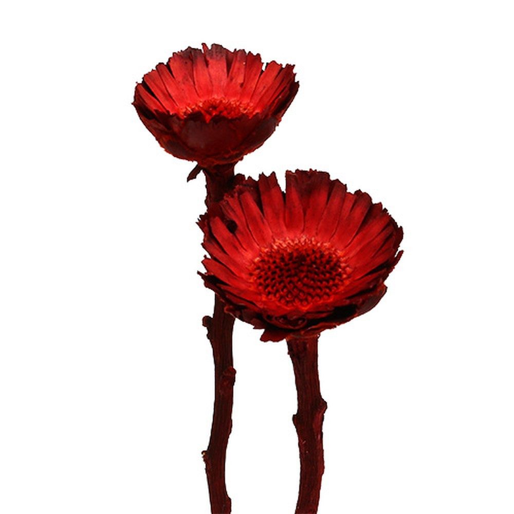 Trockenblume Exotische Compacta Protea Rosette Rot, Kunst-Deko-Blüten, 40, 40 Stück, Florists Products, Höhe 6.5 cm