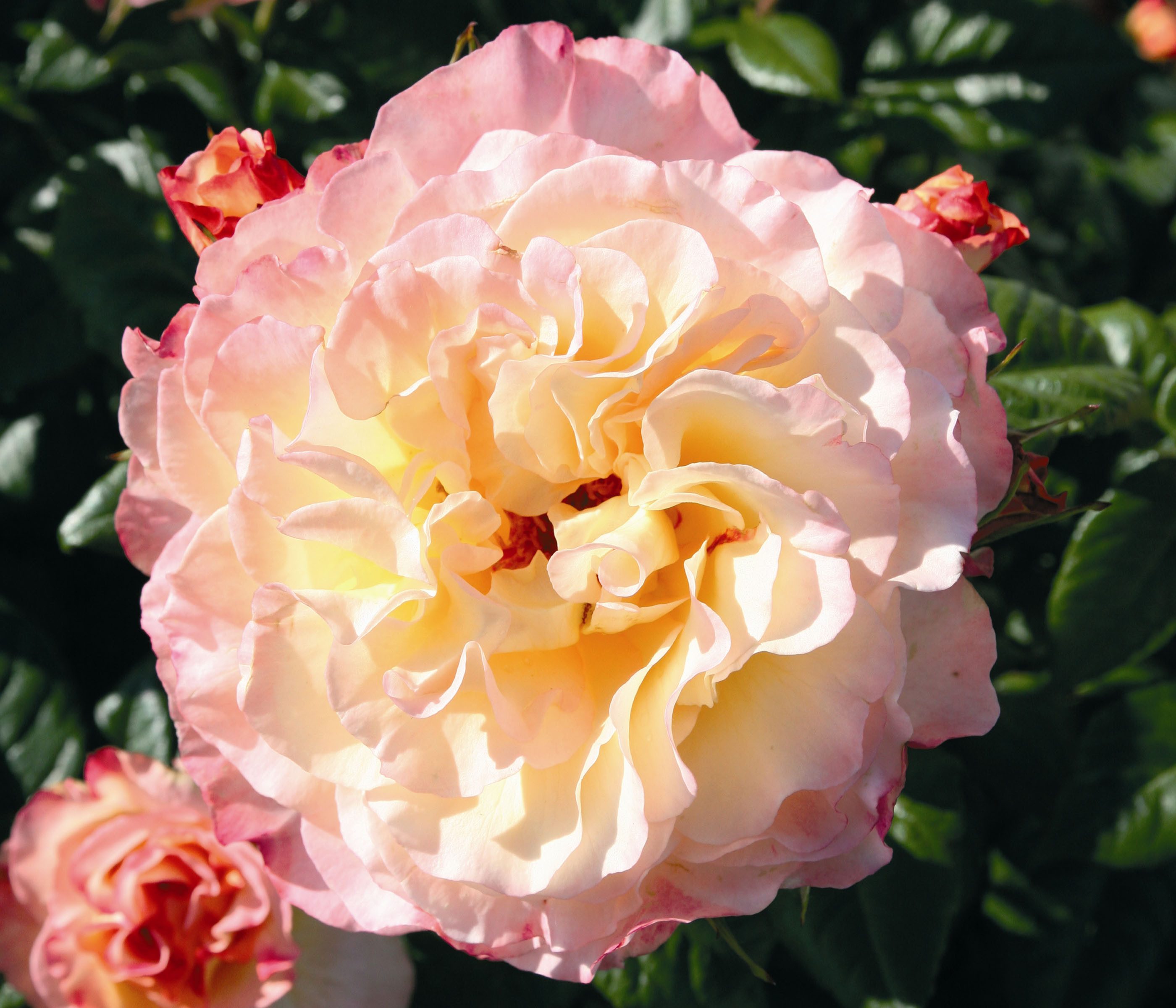 Dehner Rose Edelrose Aquarell®, apricot/rosa Blüten, duftend, groß und gefüllt, Züchter Tantau