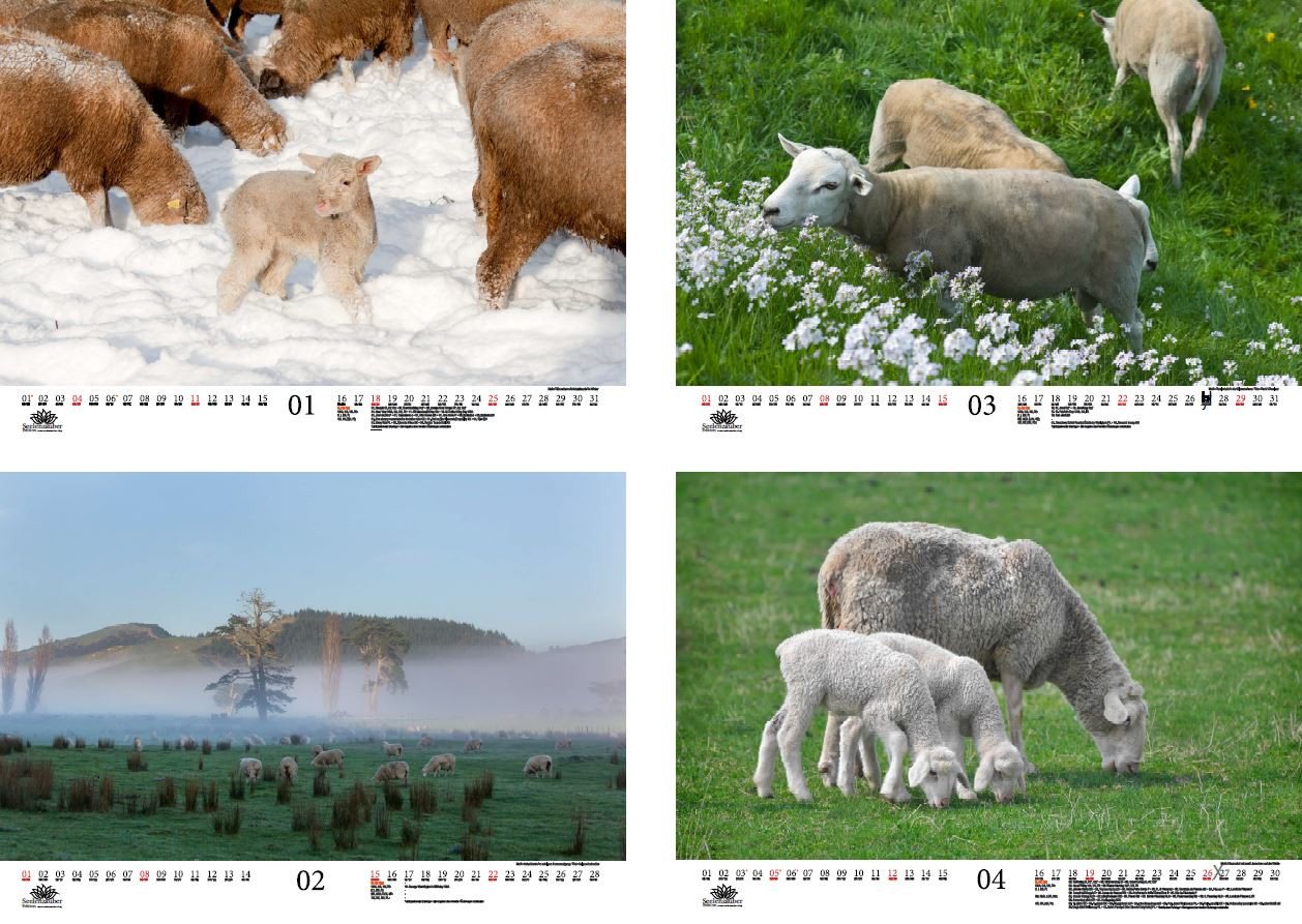 Thumbnail - Seelenzauber Wandkalender Schafszauber DIN A3 Kalender für 2026 Schafe Lamm - Seelenzauber