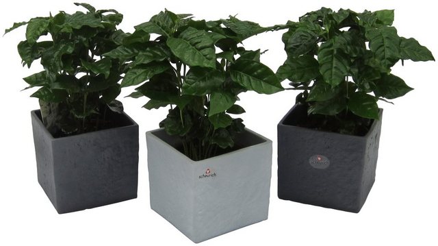 Dominik Zimmerpflanze »Kaffee-Pflanzen«, Höhe: 30 cm, 3 Pflanzen in Dekotöpfen-Otto