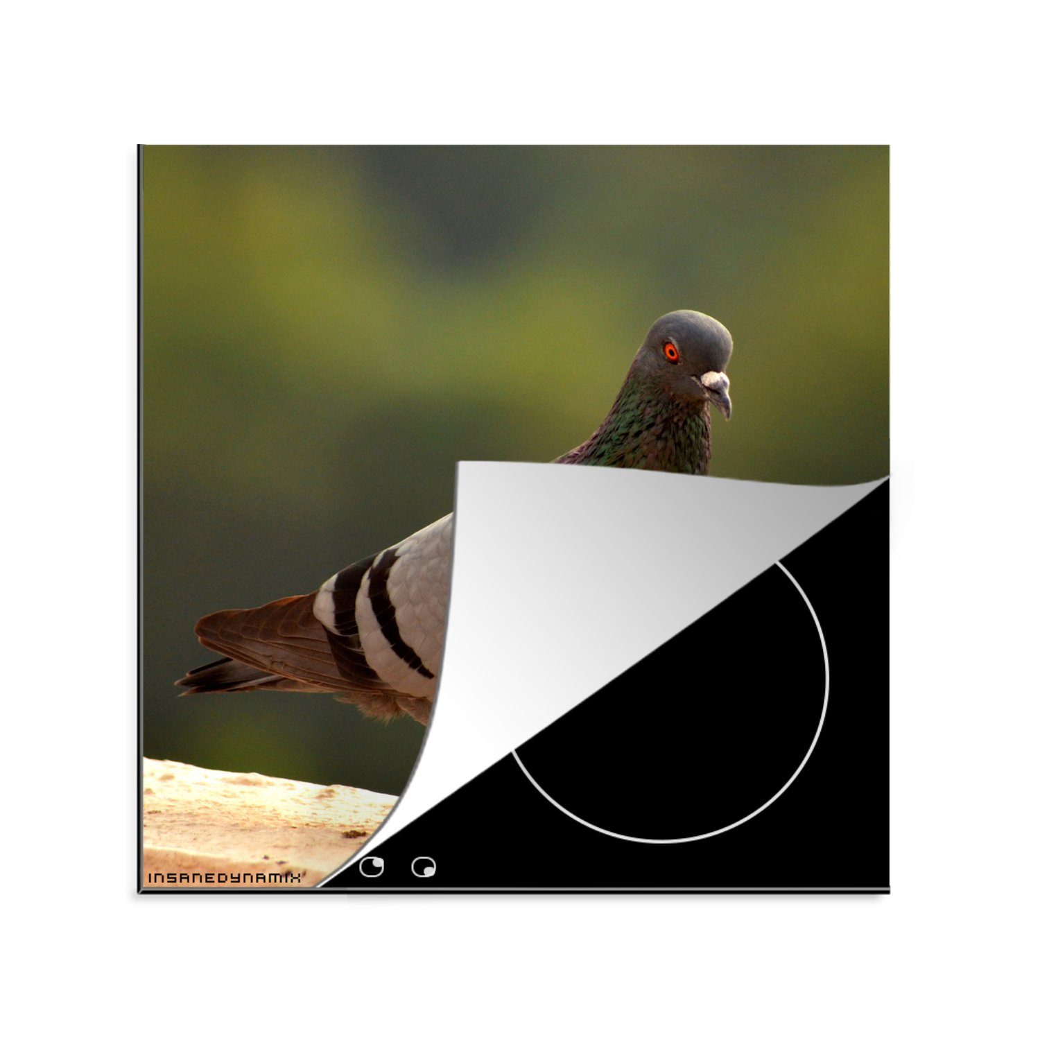 MuchoWow Herdblende-/Abdeckplatte Taube - Vogel Tiere, Arbeitsplatte für küche 78x78 (1 cm, tlg), Ceranfeldabdeckung, - Vinyl