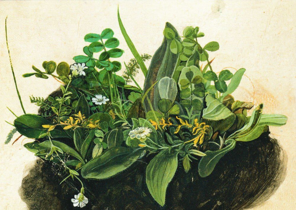 Postkarte Kunstkarte Albrecht Dürer "Das kleine Rasenstück"