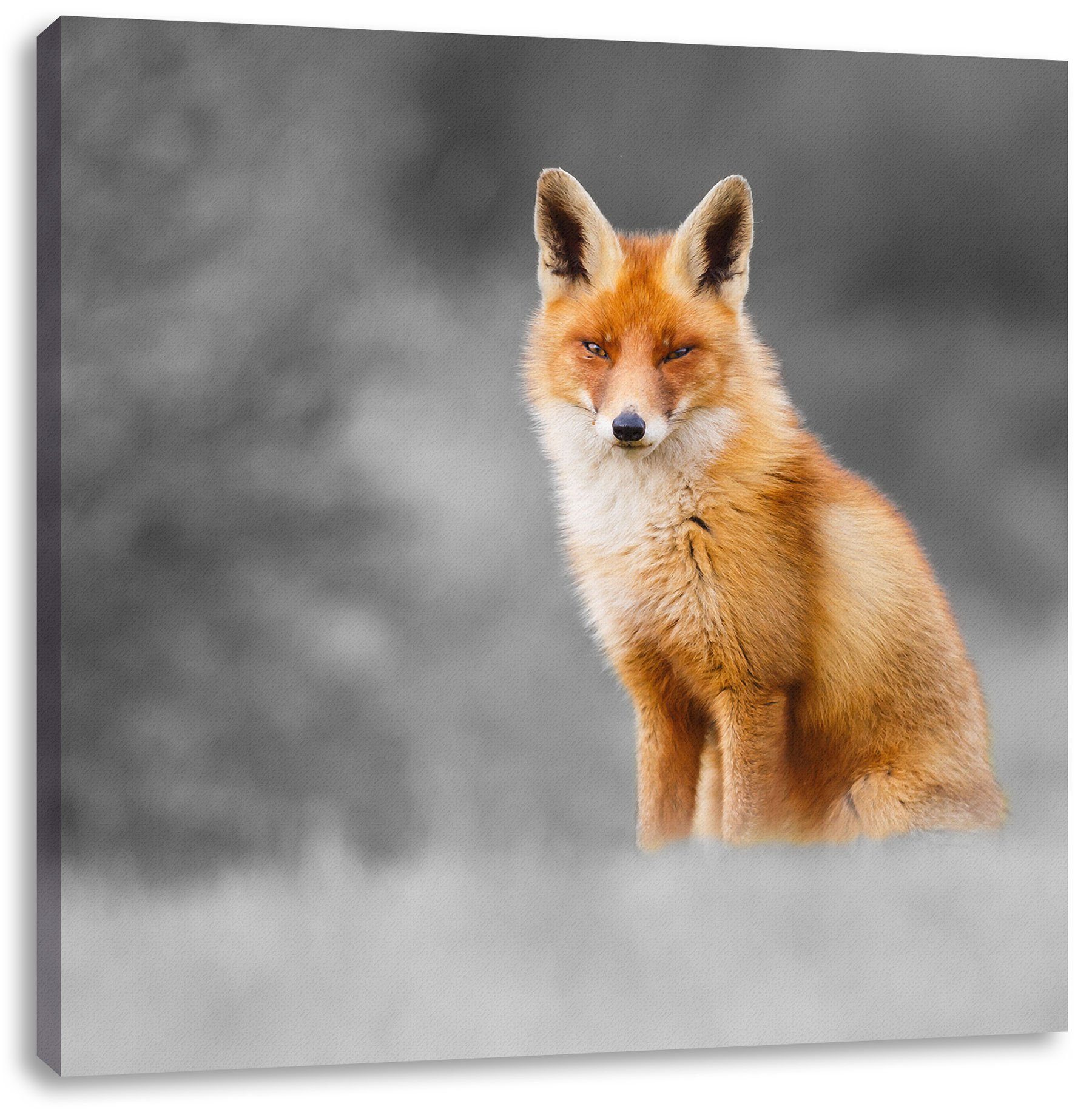 Pixxprint Leinwandbild prachtvoller Fuchs, prachtvoller Fuchs (1 St), Leinwandbild fertig bespannt, inkl. Zackenaufhänger
