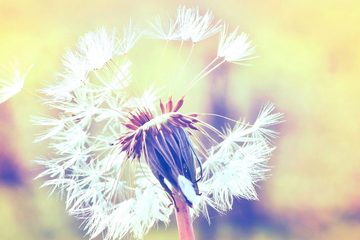 A.S. Création Leinwandbild Dandelion, (1 St), Pusteblume Keilrahmen