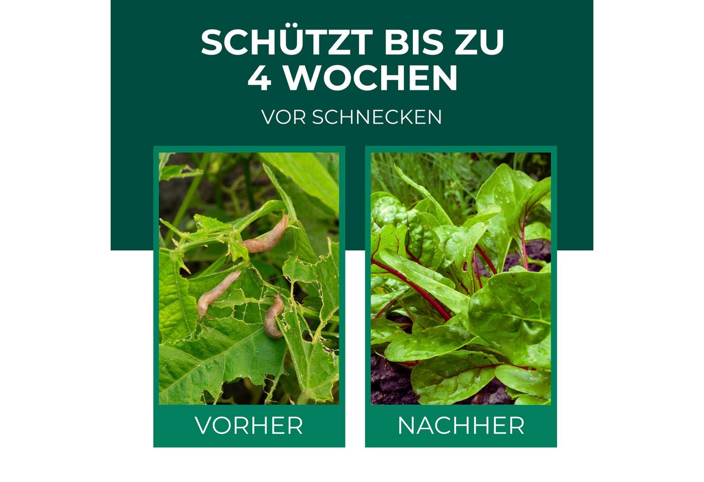 Thumbnail - Silberkraft Pflanzenstärkungsmittel Silberkraft Schneckenkorn, Regenfest & Schimmelfrei, Effektiver Schutz, 10-St., Schn...