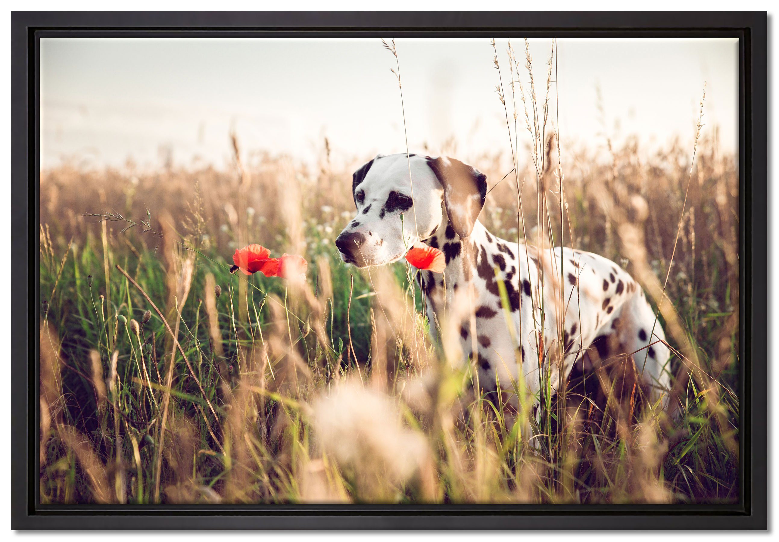 Pixxprint Leinwandbild Neugieriger Hund im Feld, Wanddekoration (1 St), Leinwandbild fertig bespannt, in einem Schattenfugen-Bilderrahmen gefasst, inkl. Zackenaufhänger