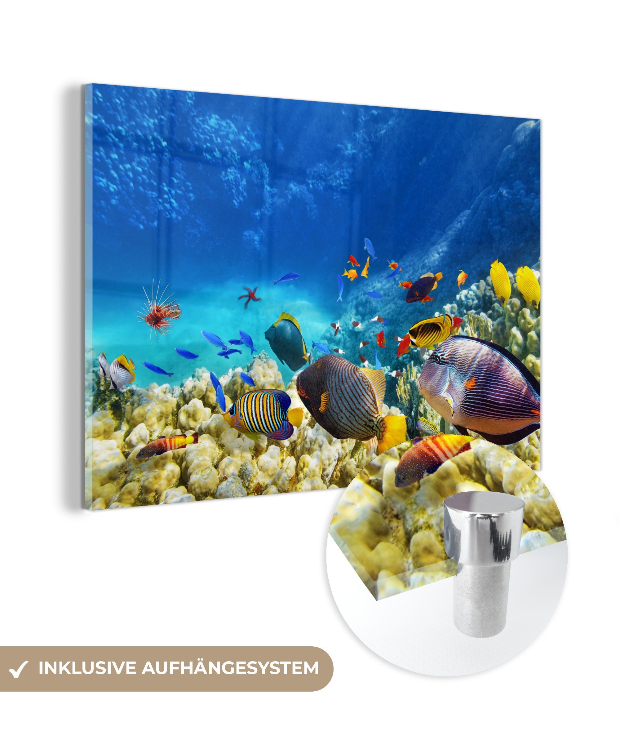 MuchoWow Acrylglasbild Meer - Fische - Korallen - Unterwasserwelt, (1 St), Glasbilder - Bilder auf Glas Wandbild - Foto auf Glas - Wanddekoration
