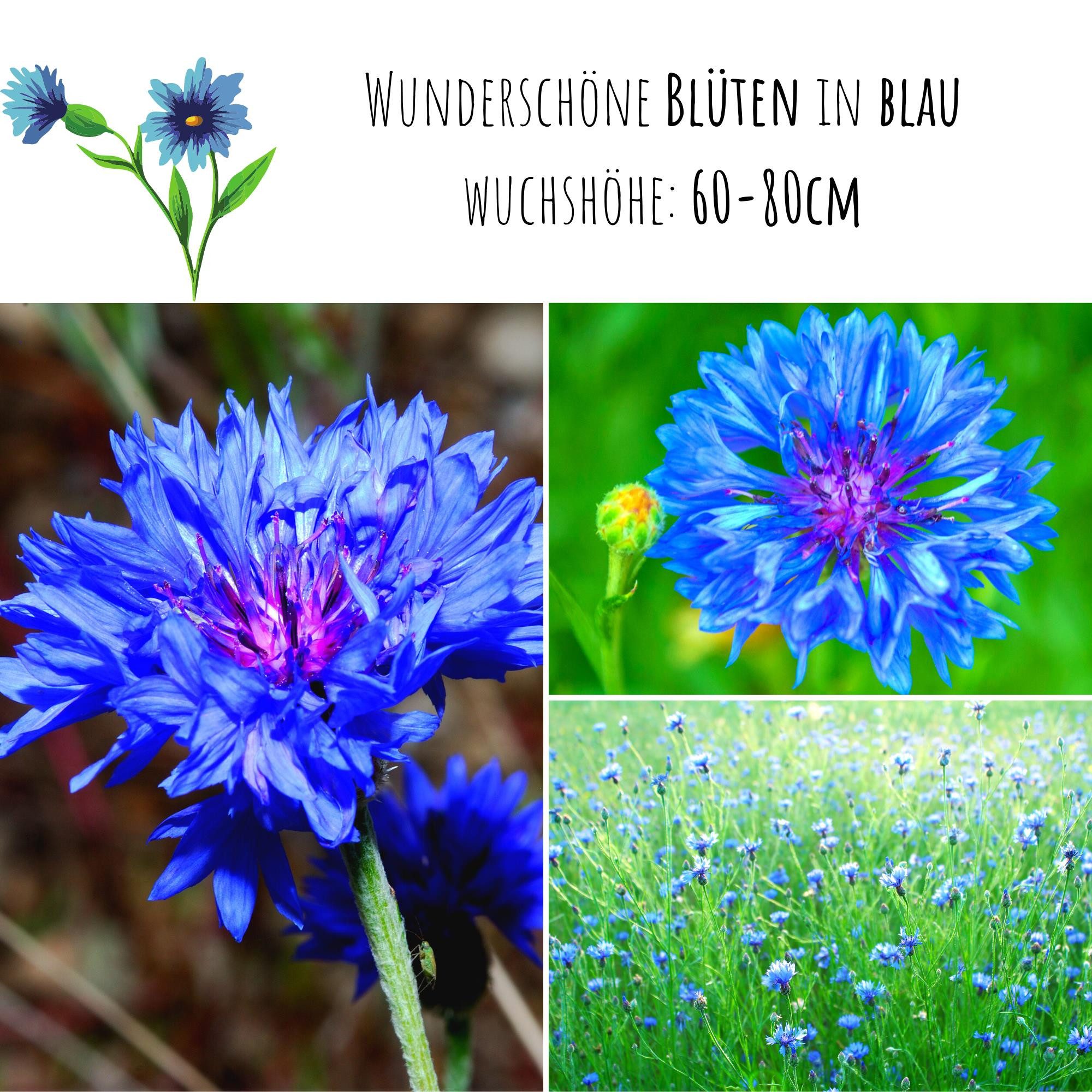 HappySeed Blumensamen Kornblumen Samen (Centaurea cyanus) - Blau, 1000 Korn, 80 cm, Bienenfreundlich – Bild 3 von 5