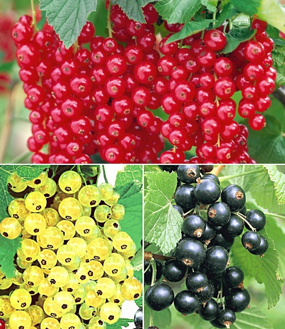 BALDUR Garten Obstpflanze Johannisbeer-Kollektion, 3 St., Selbstbefruchtend,winterhart, mehrjährig, pflegeleicht