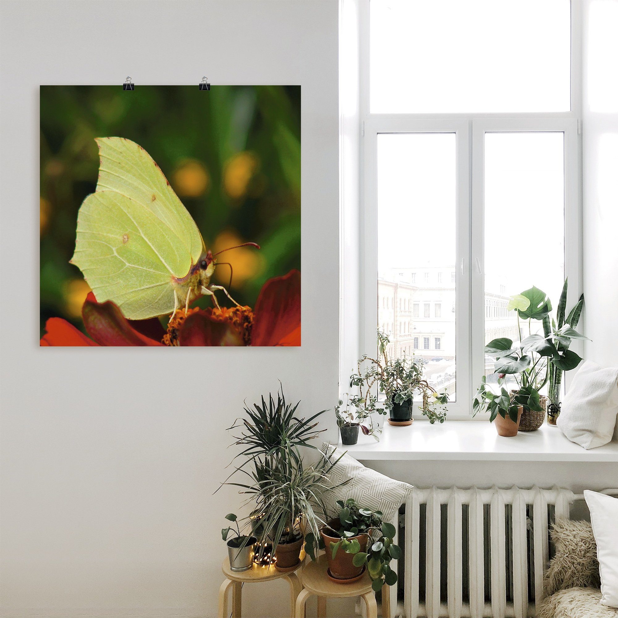 Artland Wandbild »Zitronenfalter«, Insekten (1 Stück), in vielen Größen & Produktarten - Alubild / Outdoorbild für den Außenbereich, Leinwandbild, Poster, Wandaufkleber / Wandtattoo auch für Badezimmer geeignet-kaufen