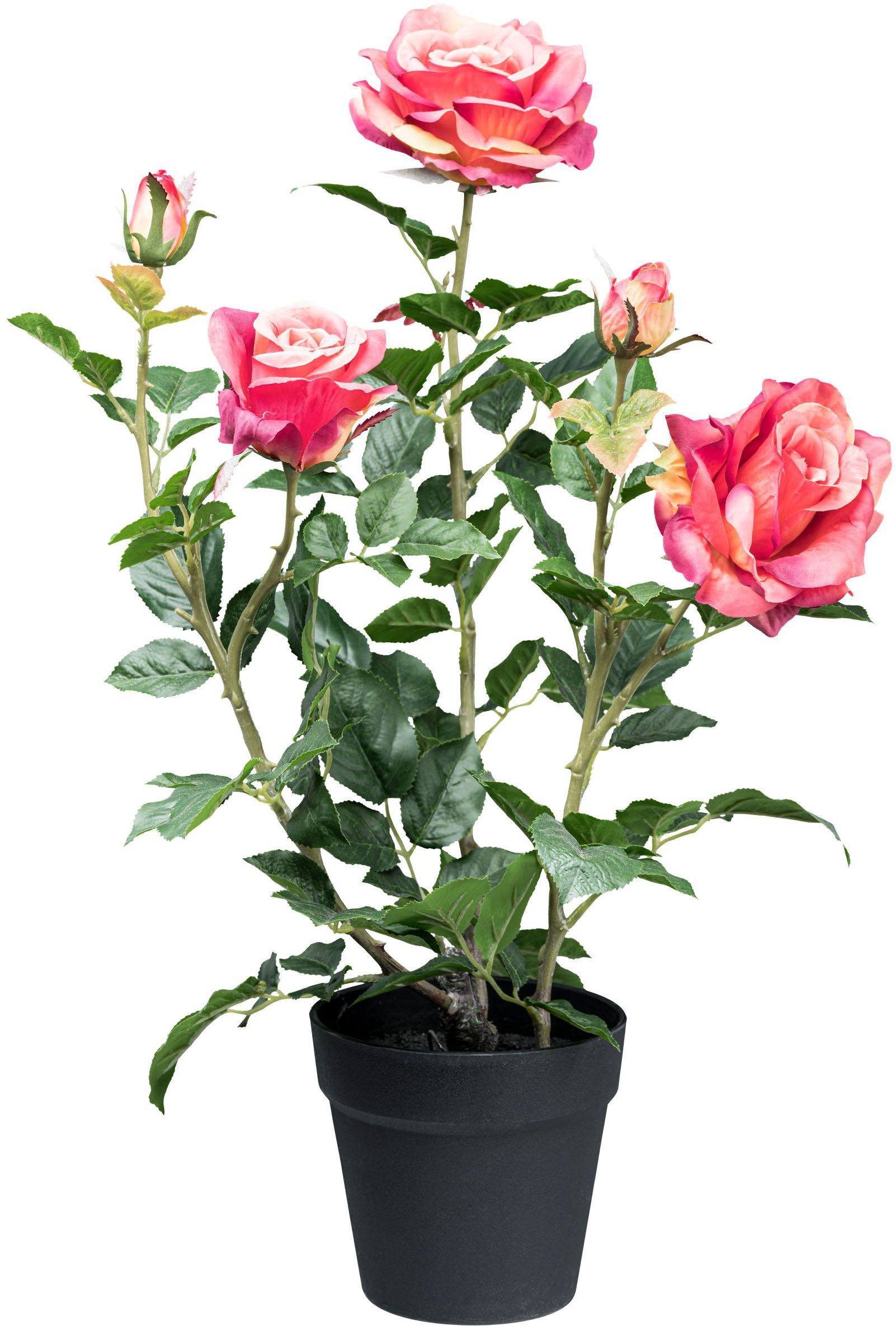 Kunstblume Rosenbusch Rose, Creativ green, Höhe 58 cm, mit 3 Blüten und 2 Knospen