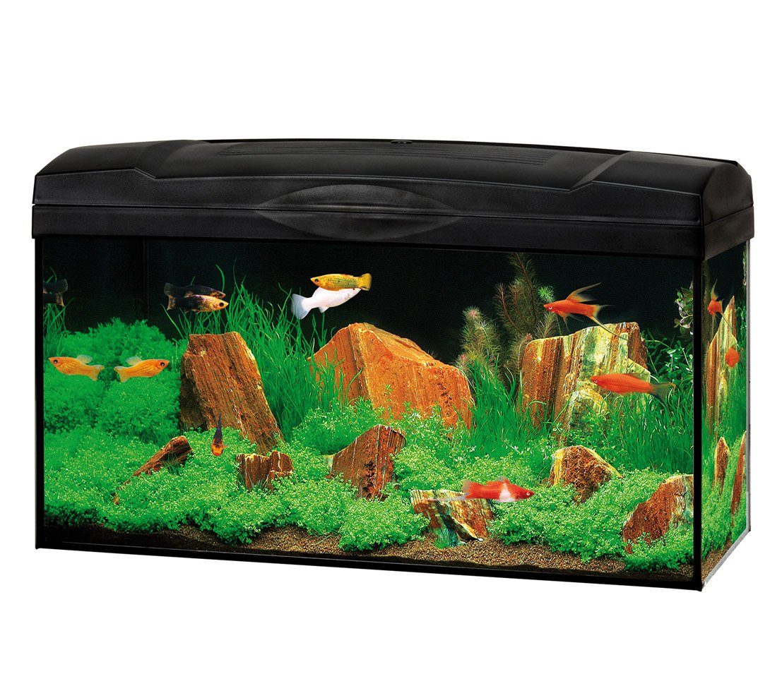 Dehner AquarienSet »Starterset Scout mit LED, 54 l, 60 x 30 x 30 cm