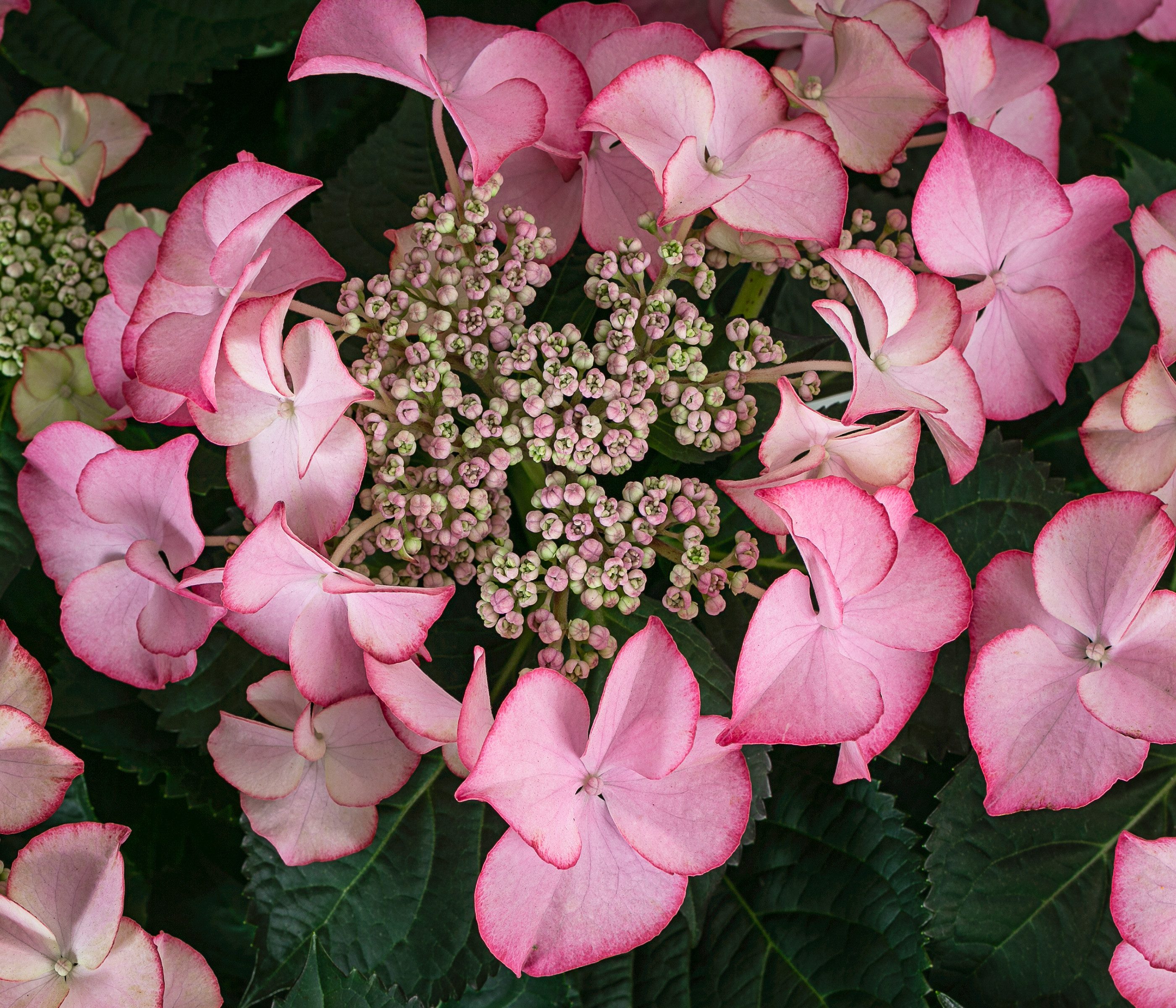 Dehner Zierstrauch Teller-Hortensie, Hydrangea macrophylla, 40-45 cm exkl. Pflanztopf