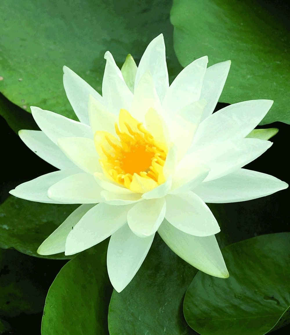 BALDUR Garten Wasserpflanze Seerose (Nymphaea) 'Schneeweiß', 1 St., Nymphea, winterhart, mehrjährig, großblütig