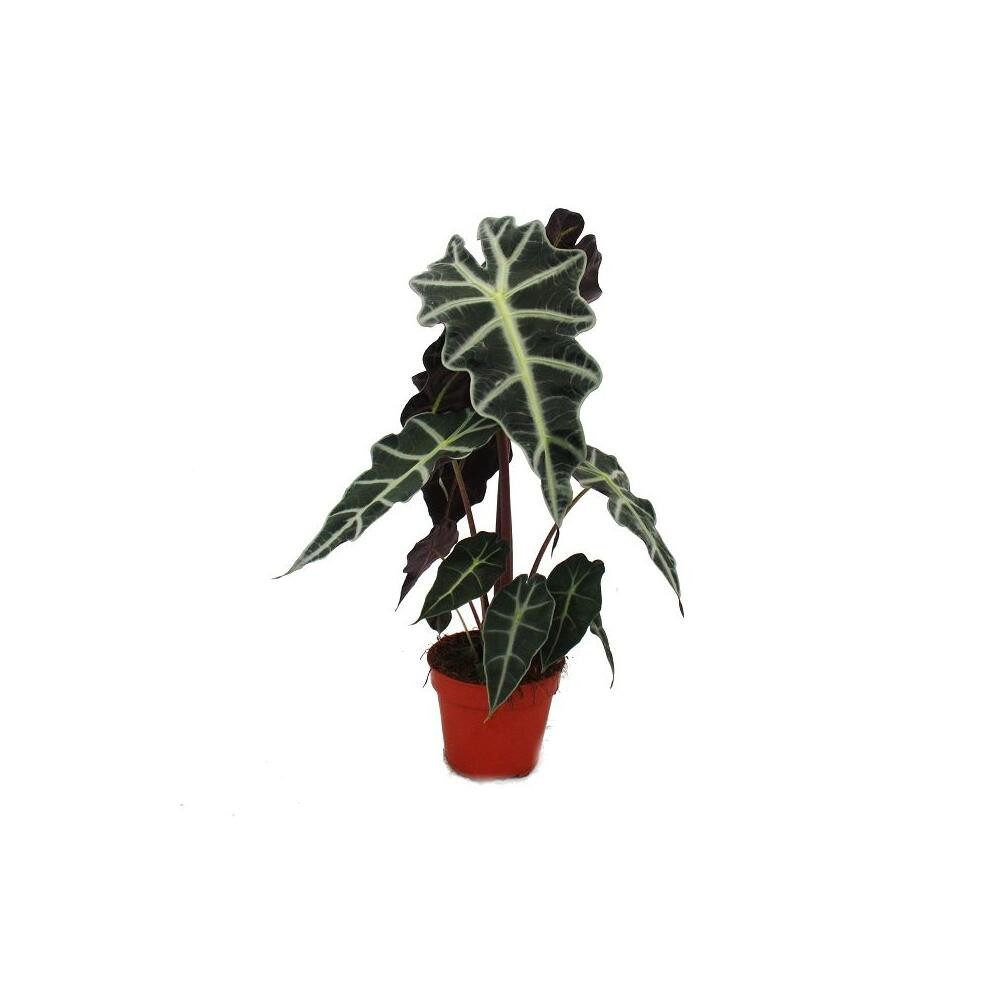 Exotenherz Zimmerpflanze Pfeilblatt - Alocasia sanderiana - Tropenwurz - Alokasie
