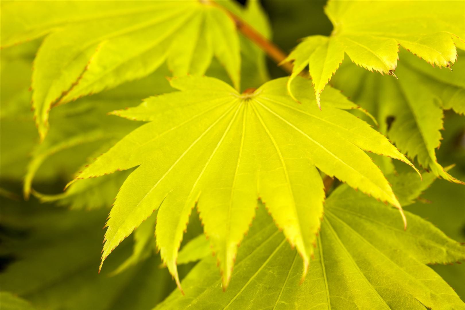 Pflanzen für Dich Gehölze Acer shirasawanum Aureum, 1 St., Goldahorn, Shirasawa-Ahorn