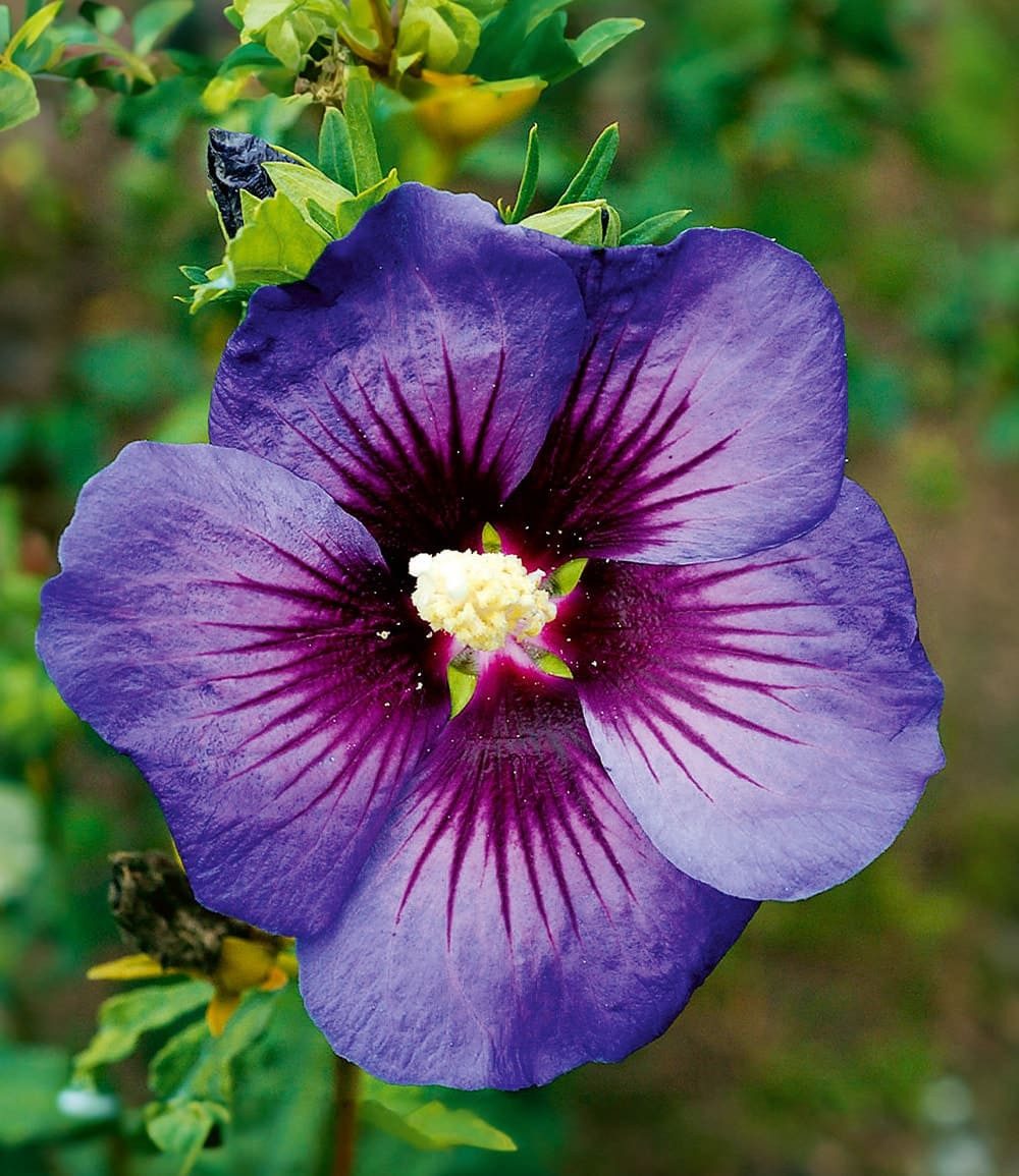 BALDUR Garten Zierstrauch Hibiskus 'Hawaii®', 1 St., Riesenhibiskus, lange Blütezeit,winterhart, mehrjährig