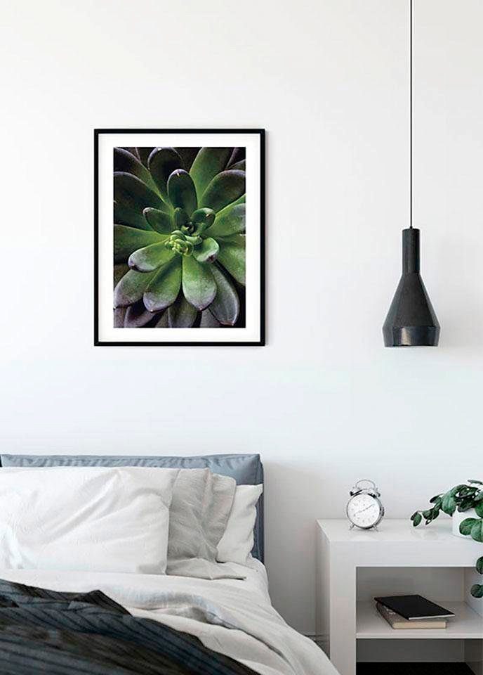 Komar Poster Succulent Single, Blätter, Schlafzimmer, (1 Wohnzimmer Pflanzen St), Kinderzimmer