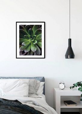 Komar Poster Succulent Single, Blätter, Pflanzen (1 St), Kinderzimmer, Schlafzimmer, Wohnzimmer