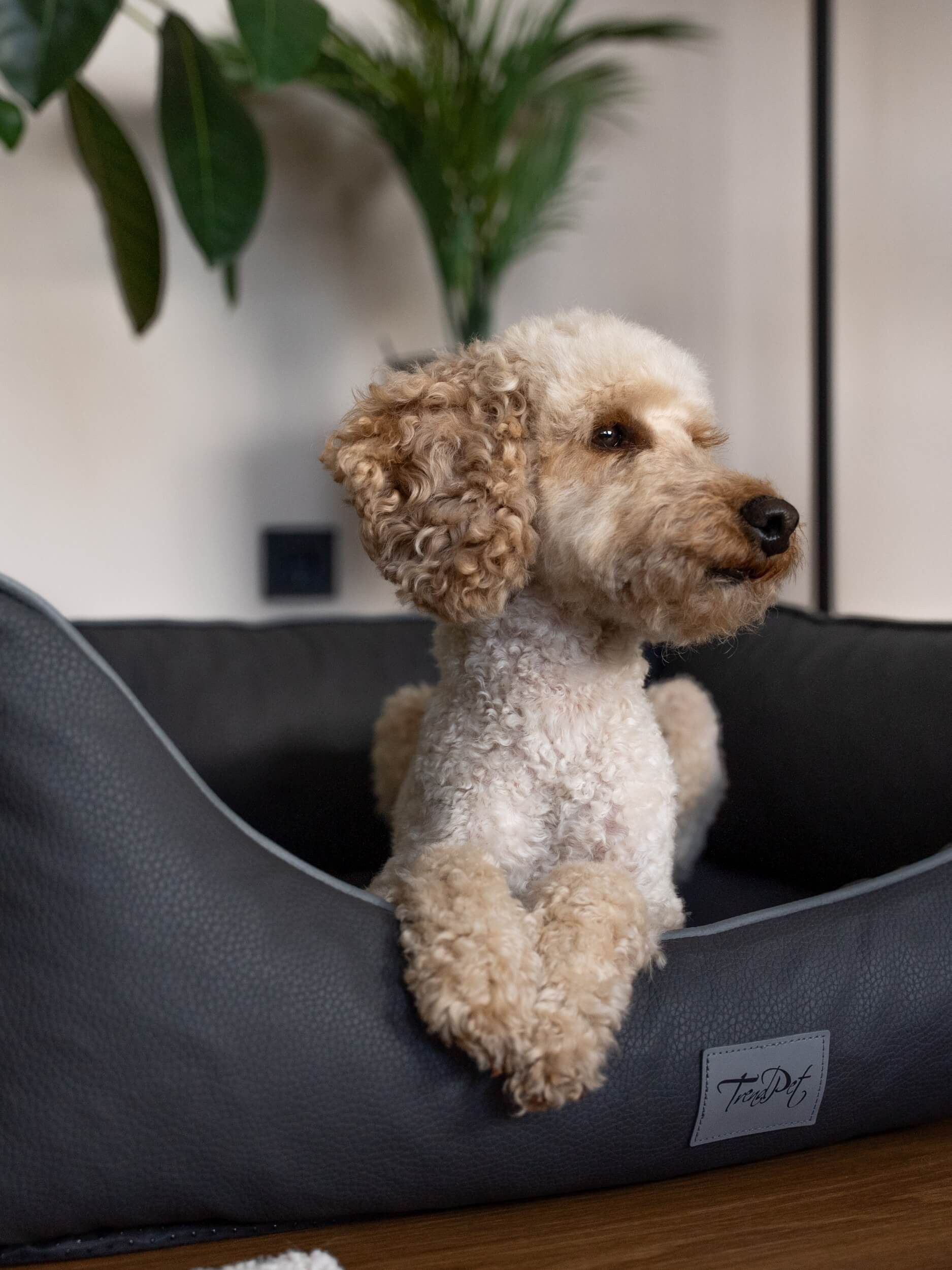 TrendPet Hundebett Runa Kunstlederbett, Kunstleder, besonders hoch gepolstert