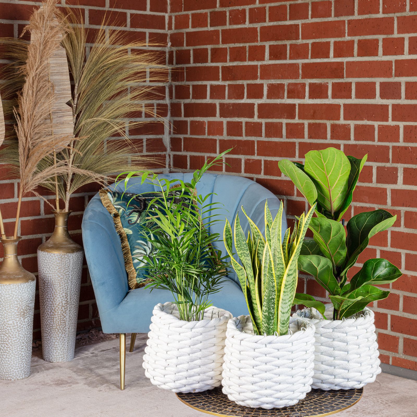 Flowerbox Zimmerpflanze Bergpalme, Geigenfeige, Bogenhanf, 3er-Set, pflegel günstig online kaufen