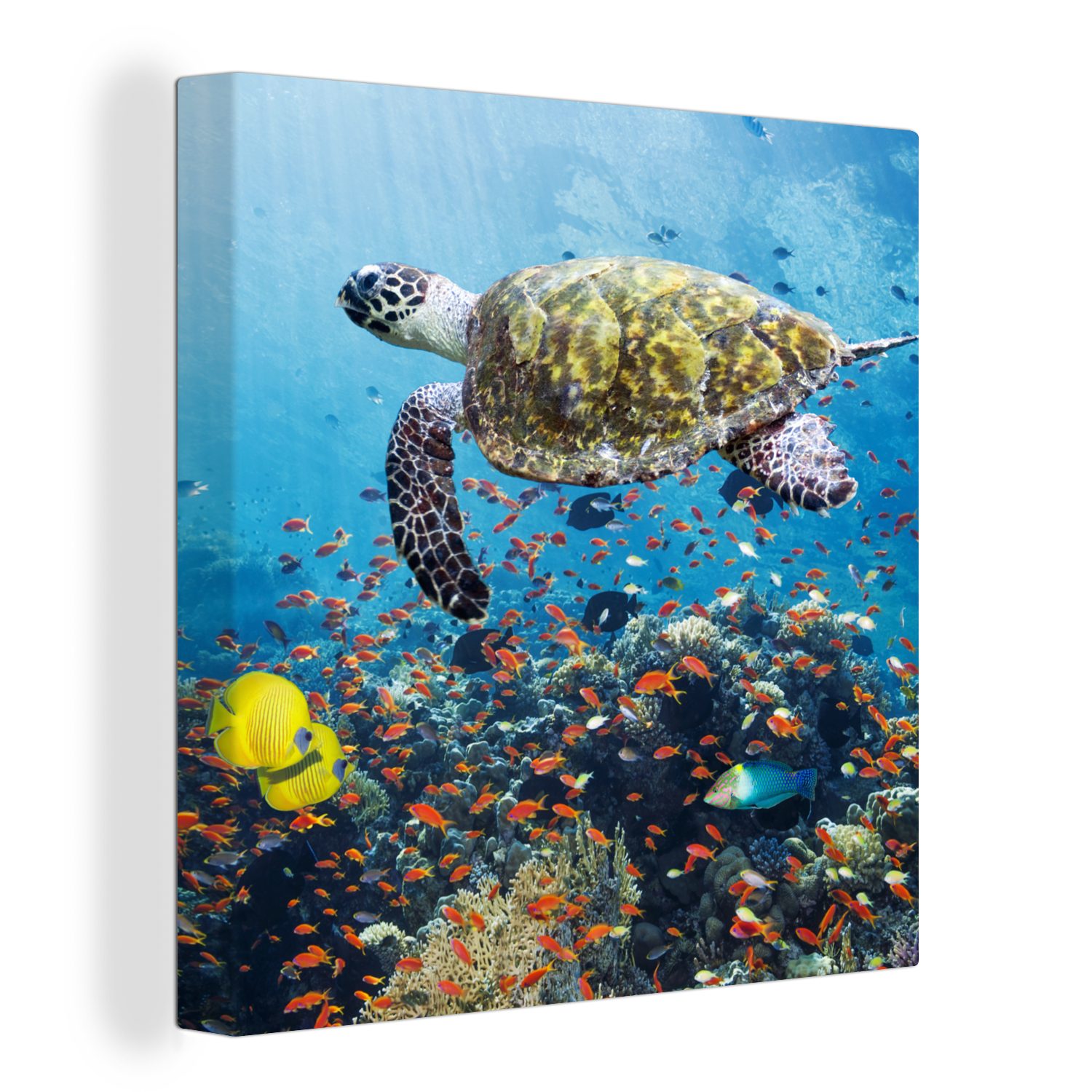 OneMillionCanvasses® Leinwandbild Schildkröte am Korallenriff, (1 St), Leinwand Bilder für Wohnzimmer Schlafzimmer