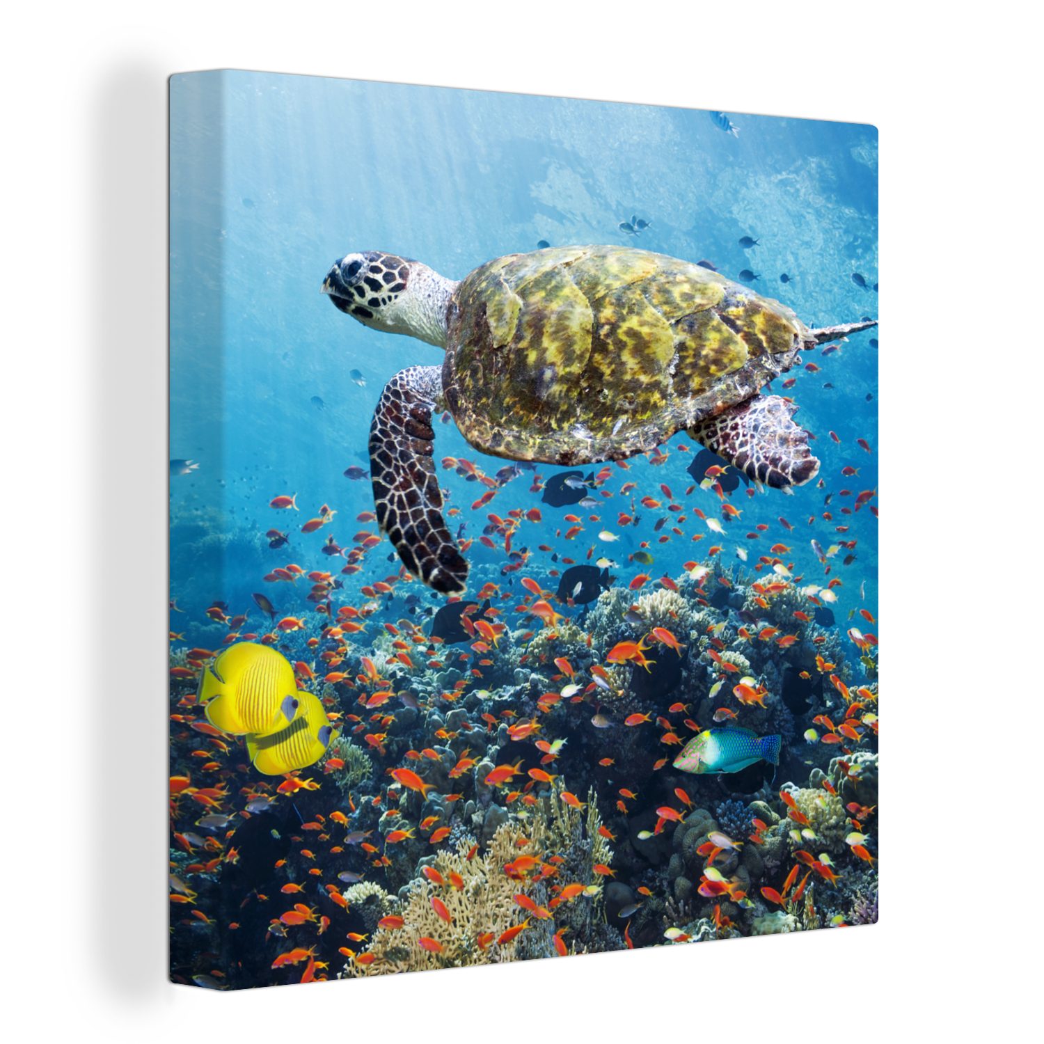 OneMillionCanvasses® Leinwandbild Schildkröte am Korallenriff, Fotodruck günstig online kaufen