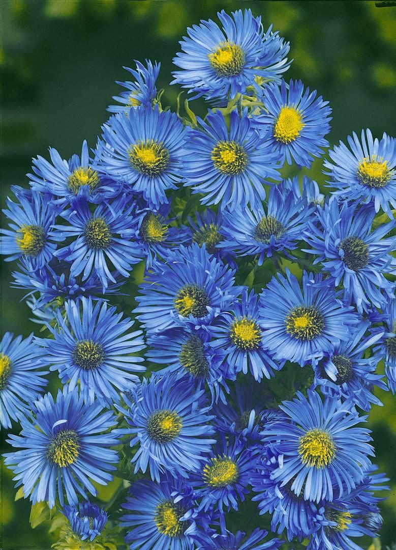 Pflanzen für Dich Staude Aster novae-ang. Barr's Blue, 1 St., Raublatt-Aster, Glattblatt-Aster