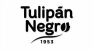 TULIPÁN NEGRO