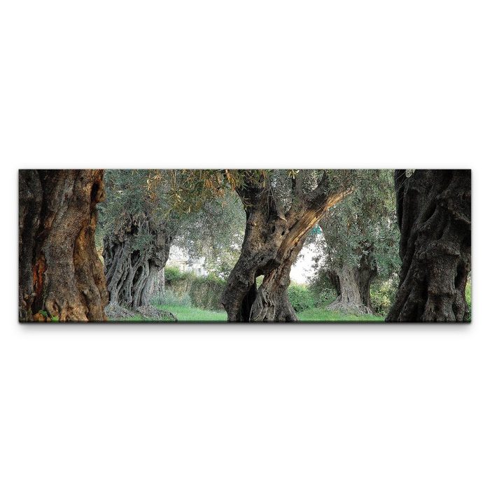 möbel-direkt.de Leinwandbild Bilder XXL Hain von Olivenbäumen Wandbild auf Leinwand
