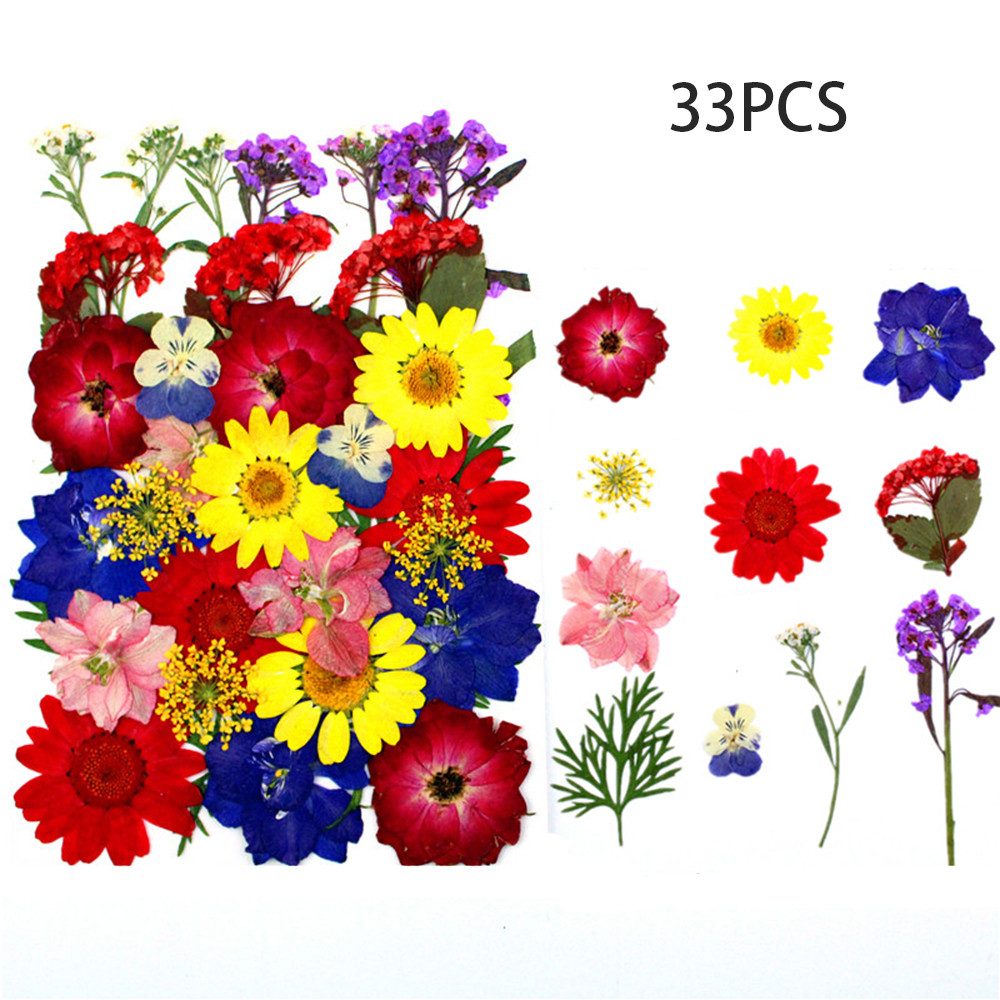 Trockenblume Gepresste Blumen, Getrocknete Blumen, DIY günstig online kaufen