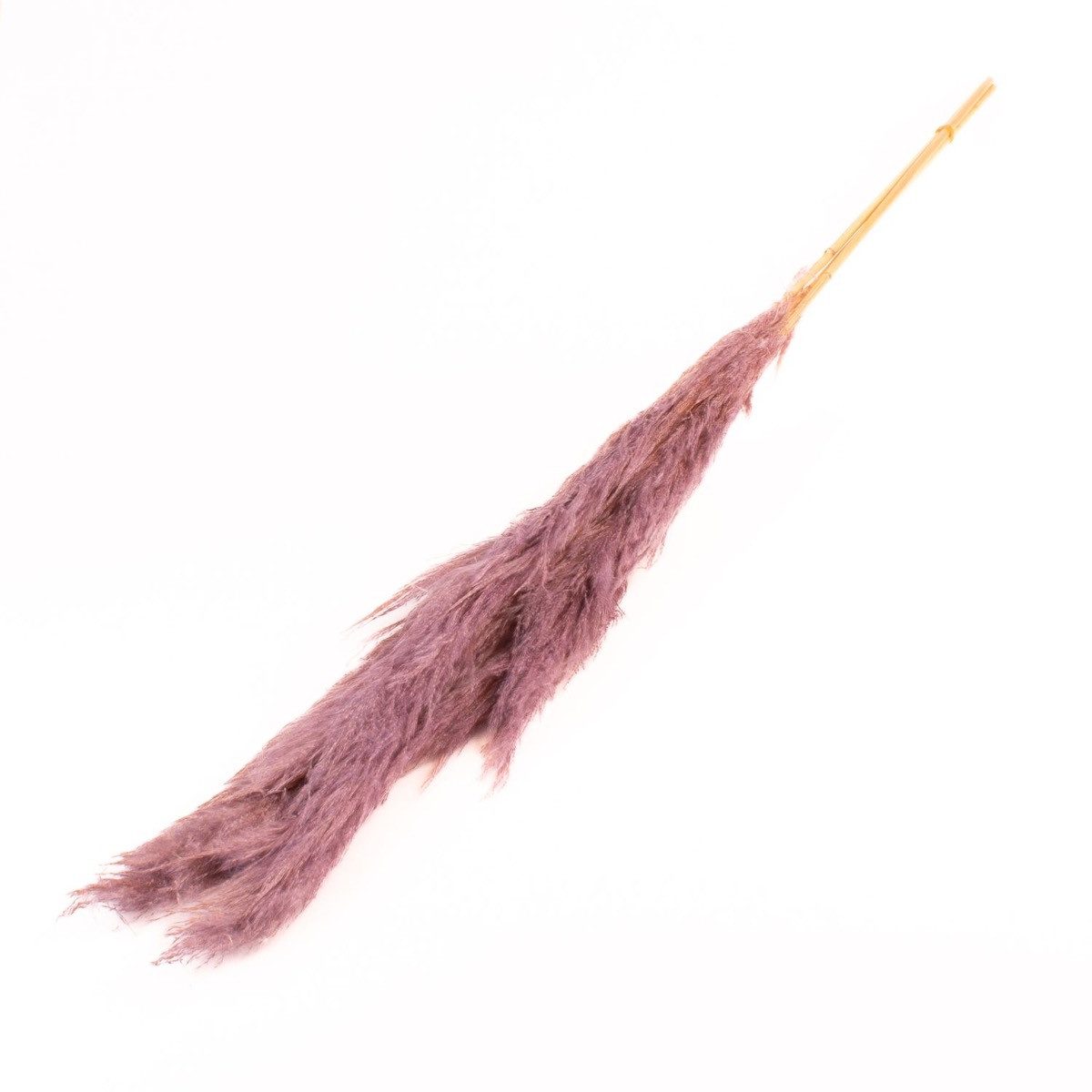 Trockenblume Pampasgras getrocknet ANIAMI, lila, 130-140cm, Ø20cm, INNA-Glas, Höhe 140.0 cm