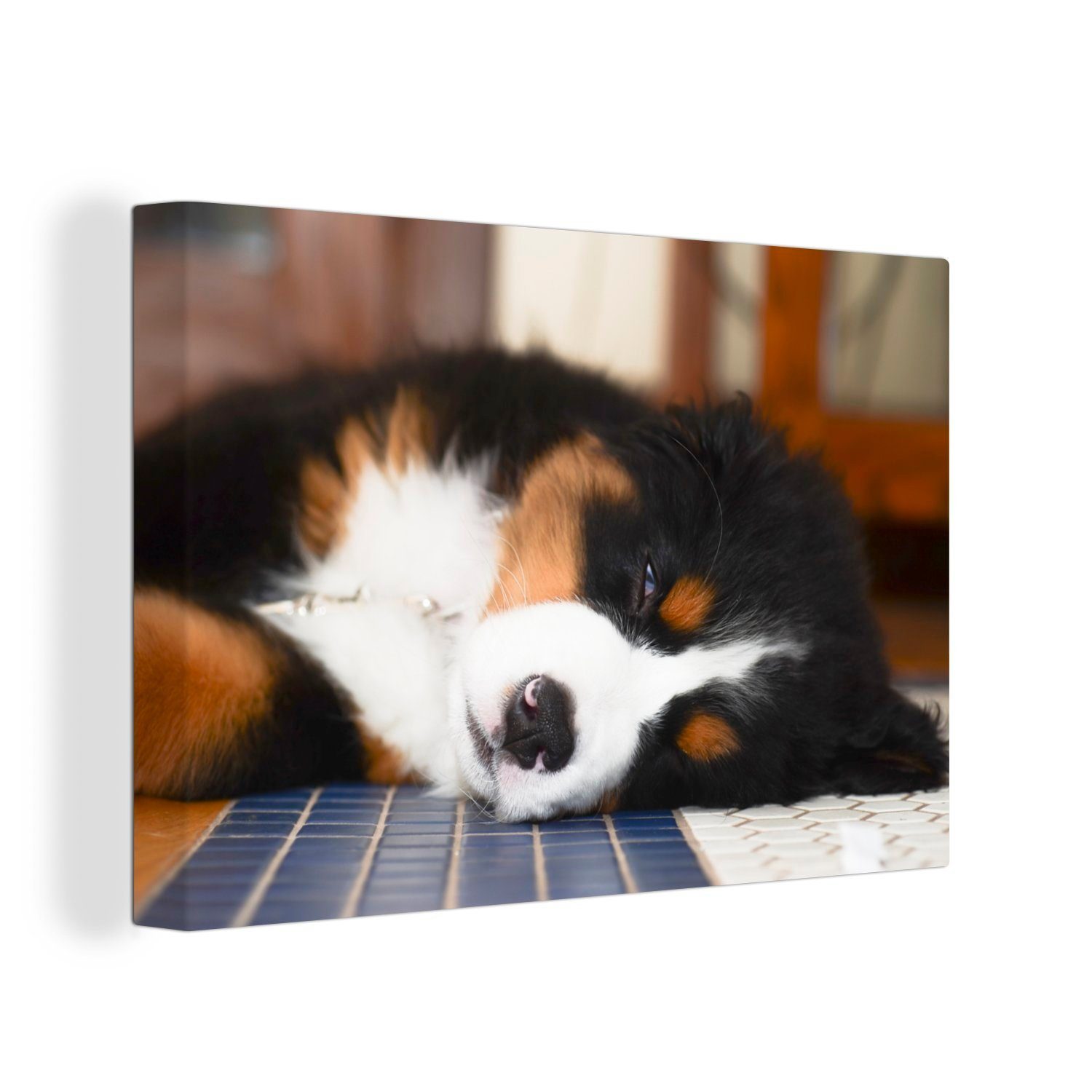 OneMillionCanvasses® Leinwandbild Liebenswerter Berner Sennenhund schläft ein, (1 St), Wandbild Leinwandbilder, Aufhängefertig, Wanddeko, 30x20 cm