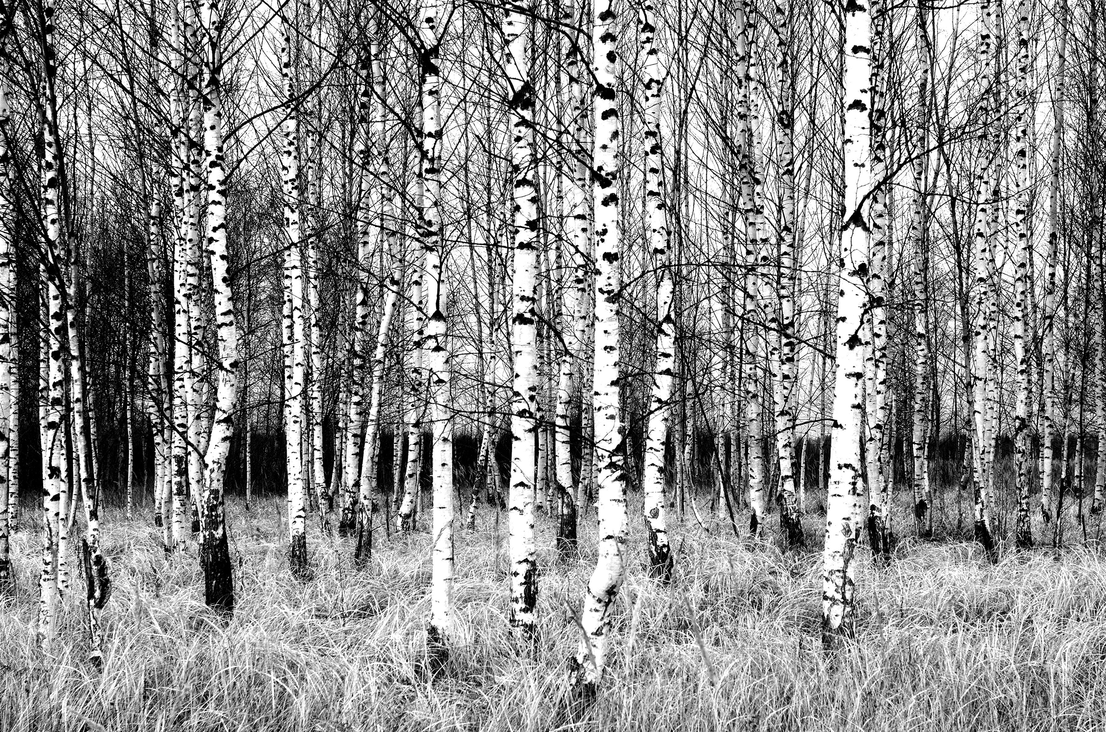 Schwarz Papermoon Birkenwald Fototapete & Weiß