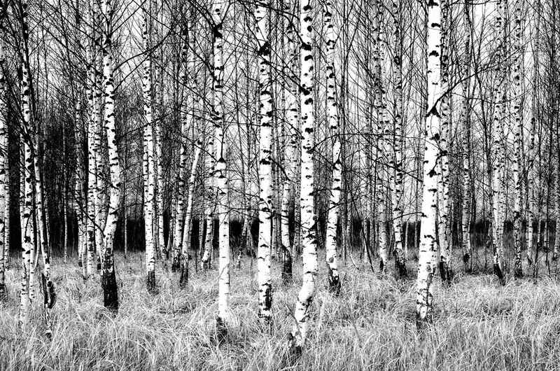 Papermoon Fototapete »Birkenwald Schwarz & Weiß«, Vliestapete, hochwertiger Digitaldruck, inklusive Kleister