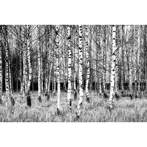 Papermoon Fototapete Birkenwald Schwarz & Weiß