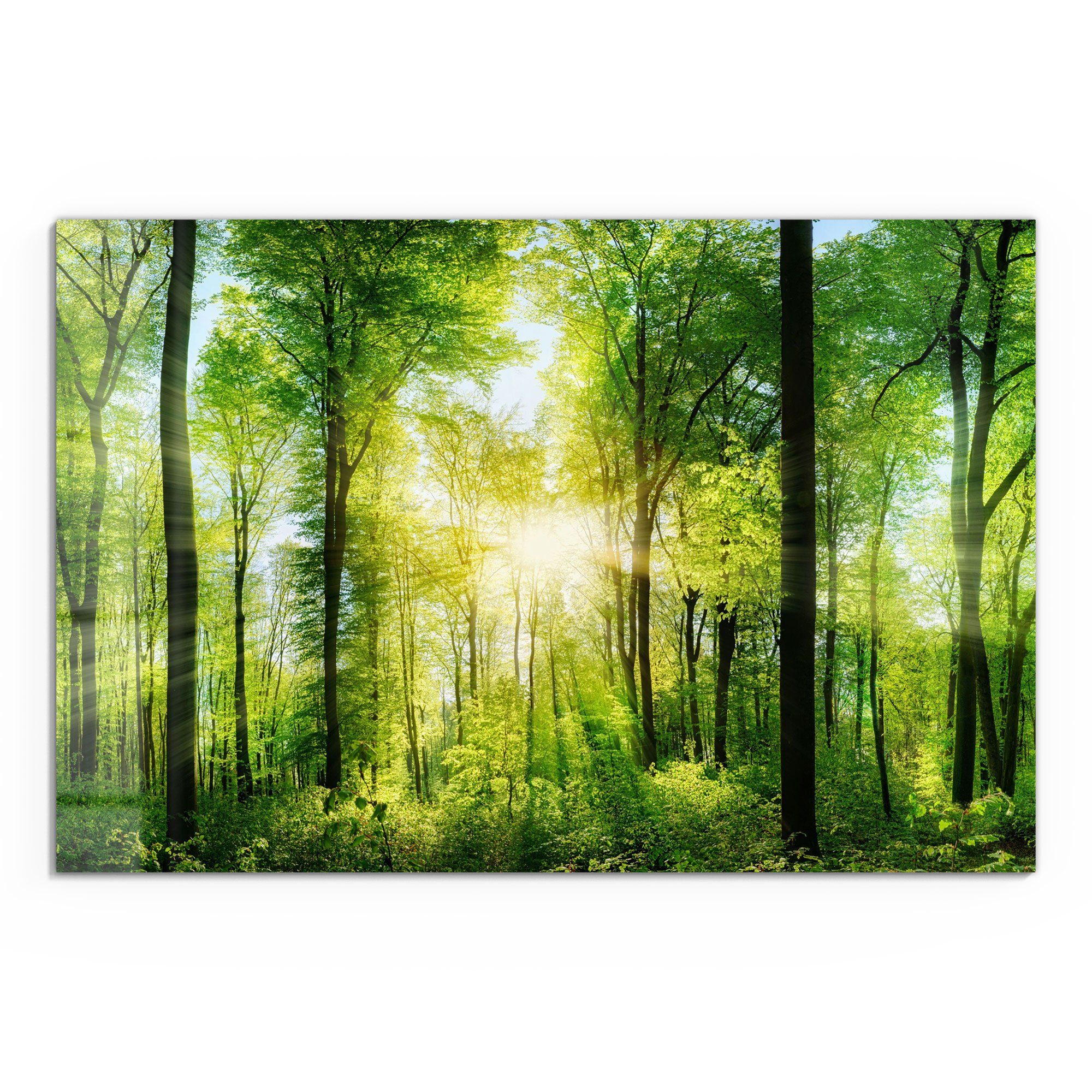 DEQORI Glasbild 'Sonne durchbricht Wald', 'Sonne günstig online kaufen